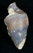 Agatized Gastropod Fossil - #5564-2